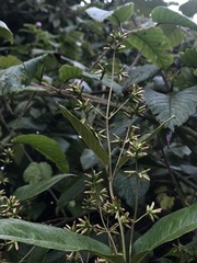 Oligactis sessiliflora