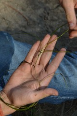 Potamogeton berchtoldii