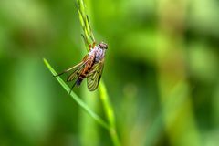 Rhagio vitripennis