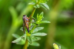 Rhagio vitripennis