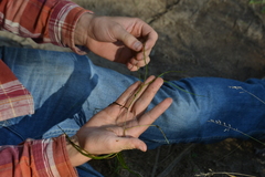 Potamogeton berchtoldii