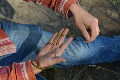 Potamogeton berchtoldii