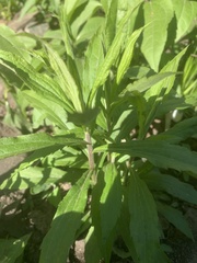 Solidago canadensis