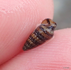 Cerithiidae