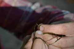 Potamogeton berchtoldii