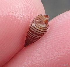 Cerithiidae