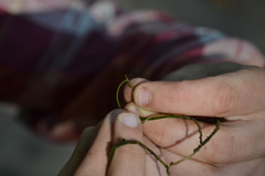 Potamogeton berchtoldii