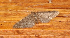 Eupithecia annulata