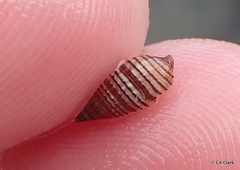 Cerithiidae