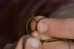 Potamogeton berchtoldii