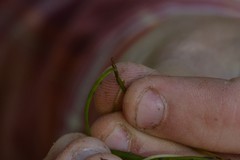 Potamogeton berchtoldii