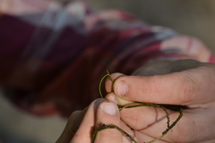 Potamogeton berchtoldii