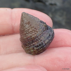 Trochus intextus