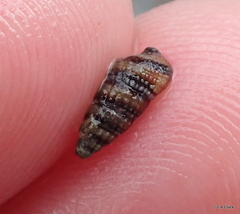 Cerithiidae