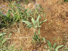 Echium gaditanum