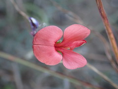 Indigofera disticha