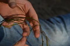 Potamogeton berchtoldii