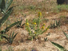 Scolymus hispanicus hispanicus