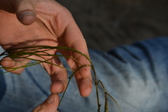 Potamogeton berchtoldii