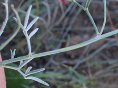 Indigofera disticha
