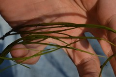 Potamogeton berchtoldii