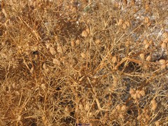 Cachrys libanotis
