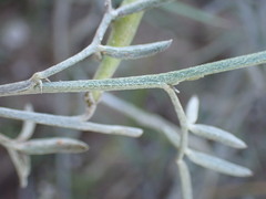 Indigofera disticha