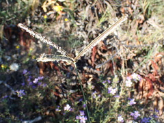 Eustachys paspaloides