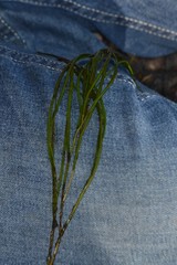 Potamogeton berchtoldii