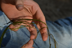 Potamogeton berchtoldii