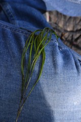 Potamogeton berchtoldii