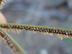 Eustachys paspaloides