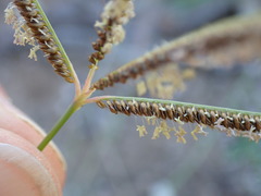 Eustachys paspaloides