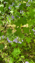 Hydrophyllum appendiculatum