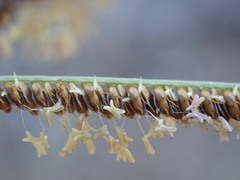 Eustachys paspaloides