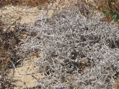 Crucianella maritima