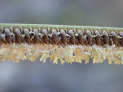 Eustachys paspaloides
