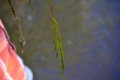 Potamogeton berchtoldii