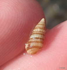 Cerithiidae