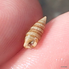 Cerithiidae