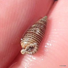 Cerithiidae