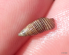 Cerithiidae