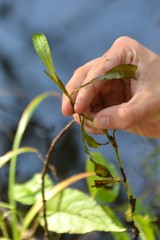 Potamogeton gramineus