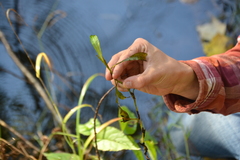 Potamogeton gramineus