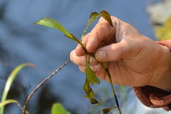 Potamogeton gramineus