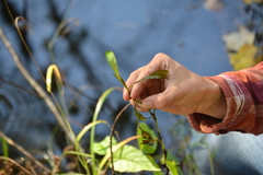Potamogeton gramineus