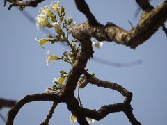 Radermachera xylocarpa