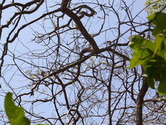 Radermachera xylocarpa