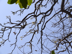 Radermachera xylocarpa