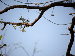 Radermachera xylocarpa